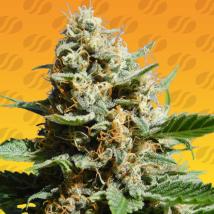 Kush Mintz Fast Cannabis Seeds