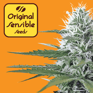 Buy Cannabis Seeds