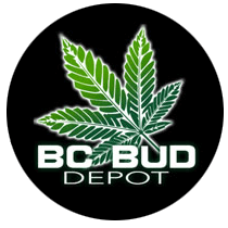 BC Bud Depot Seeds