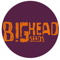 Big Head Seeds - Cannabis Seeds Banks