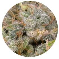 Biscotti - Cannabis Seeds Strains