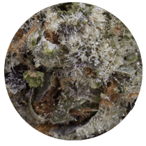Bruce Banner - Cannabis Seeds Strains