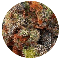 Bubble Gum - Cannabis Seeds Strains