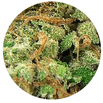 Cheese - Cannabis Seeds Strains
