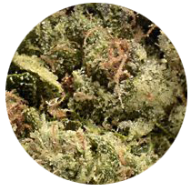 Cookies - Cannabis Seeds Strains
