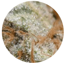 Critical - Cannabis Seeds Strains