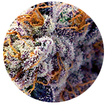 Do-Si-Dos - Cannabis Seeds Strains