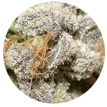 Domina - Cannabis Seeds Strains