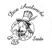 Don Avalanche  - Cannabis Seeds Banks