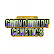 Grand Daddy Purple seeds