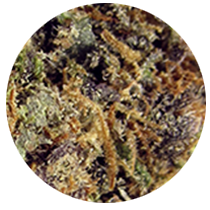 Grape - Cannabis Seeds Strains