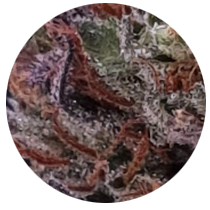 Jungle Cake - Cannabis Seeds Strains