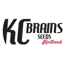KC Brains - Cannabis Seeds Banks