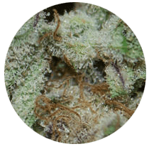 Kush - Cannabis Seeds Strains