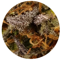 Lava Cake - Cannabis Seeds Strains