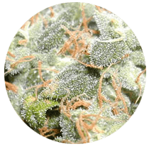 Mazar - Cannabis Seeds Strains