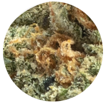 Mint - Cannabis Seeds Strains