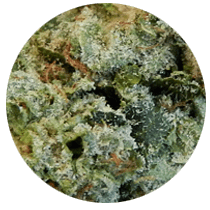 Northern Lights - Cannabis Seeds Strains