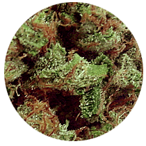 OG - Cannabis Seeds Strains