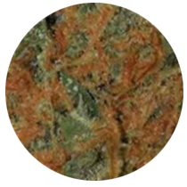Orange - Cannabis Seeds Strains