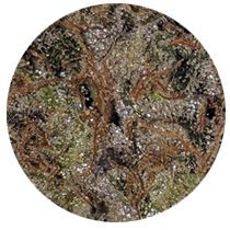 Pound Cake - Cannabis Seeds Strains