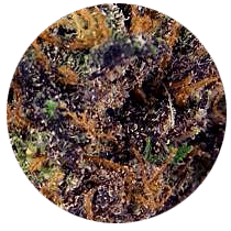 Purple - Cannabis Seeds Strains