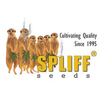 Spliff Seeds - Seed Bank