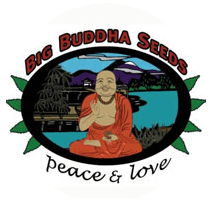 The Big Buddha Seeds