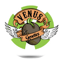 Venus Genetics Seeds - Cannabis Seeds Banks