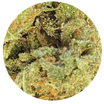 Zinn Strains - Cannabis Seeds Strains