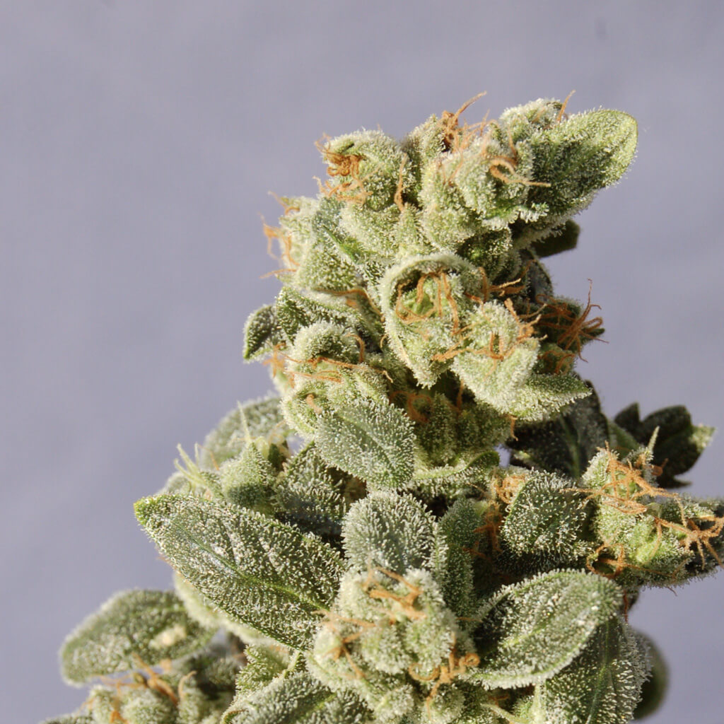 Buy Kannabia Seeds Gnomo Auto FEM