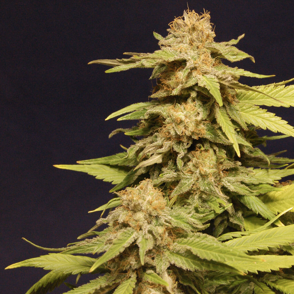 Buy Kannabia Seeds Big Bull FEM