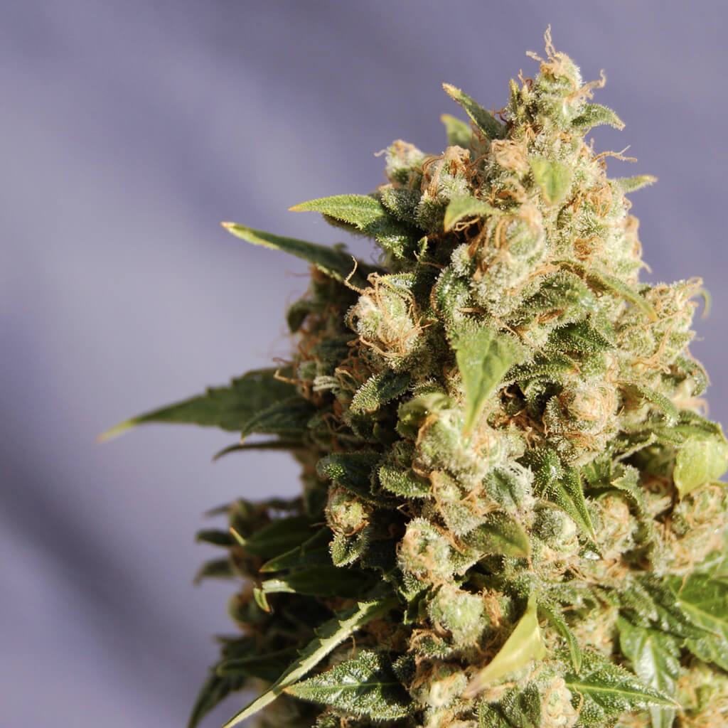 Buy Kannabia Seeds Kiss FEM