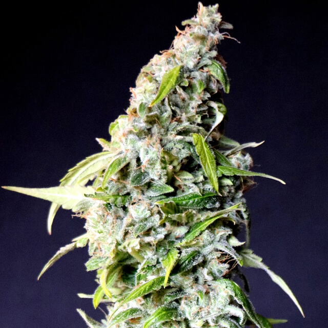 Buy Kannabia Seeds Speedy Boom Auto FEM