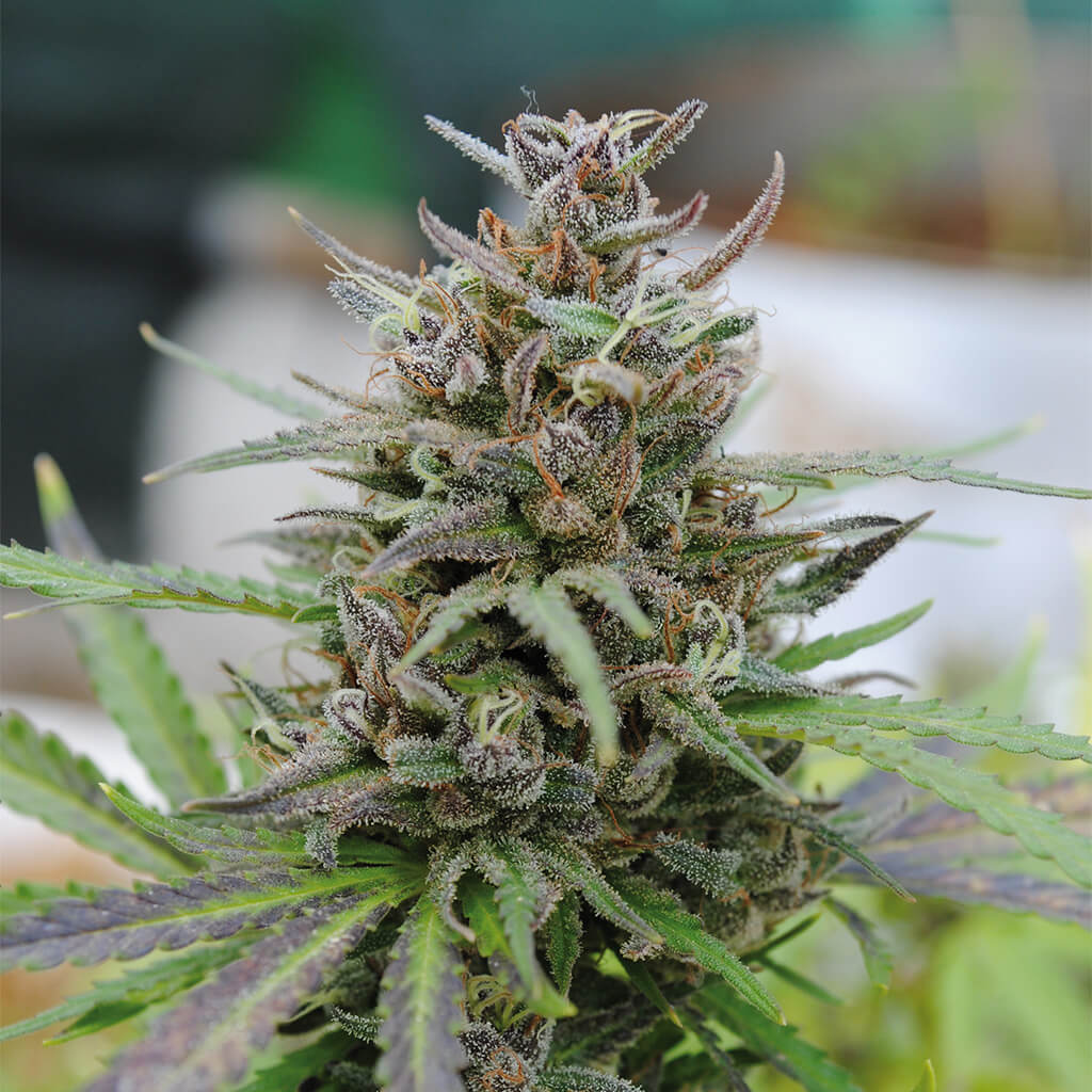 Buy Kannabia Seeds Baby Boom Auto FEM