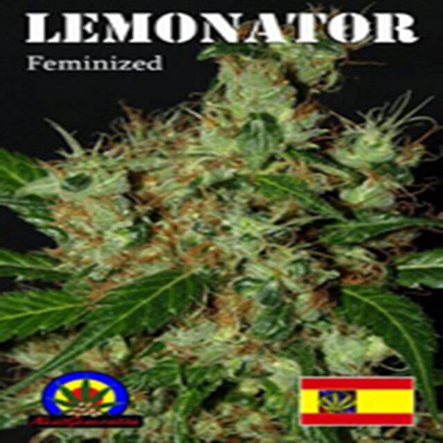 Buy Original Sensible Seeds  Lemonator FEM