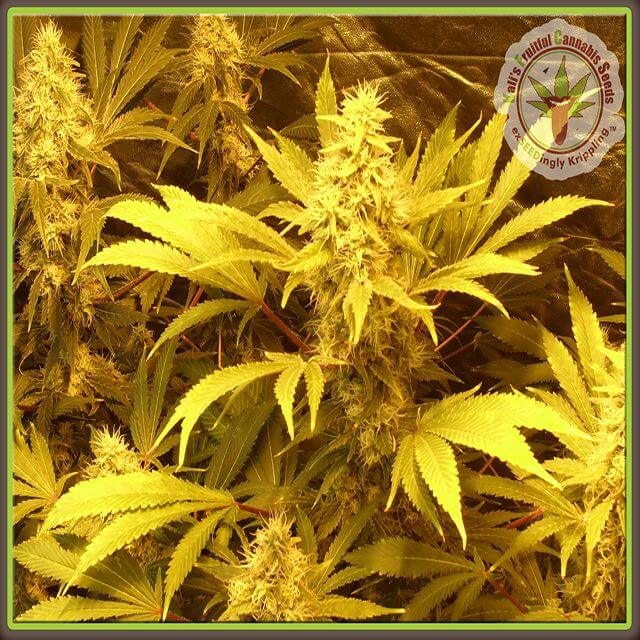 Buy Dr Krippling Seeds Kali and the Chocolate Factory FEM