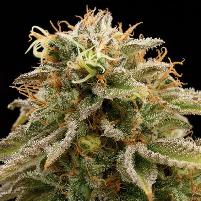 Buy Humboldt Seed Organization Lemon Thai Kush REG