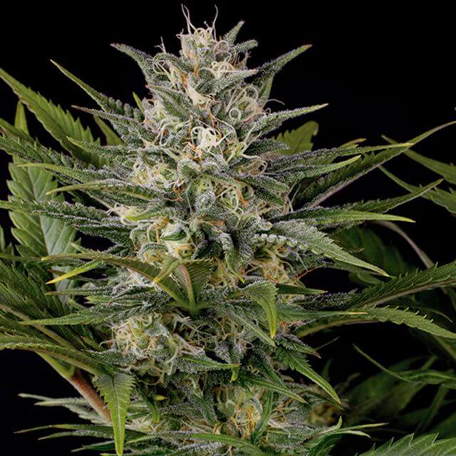 Buy Humboldt Seed Organization Pineapple Skunk FEM