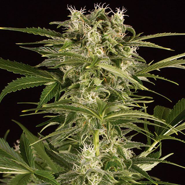 Buy Humboldt Seed Organization Lemon Juice Express Auto FEM