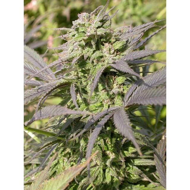 Buy Serious Seeds Biddy Early FEM