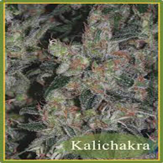 Buy Mandala Seeds Kalichakra REG