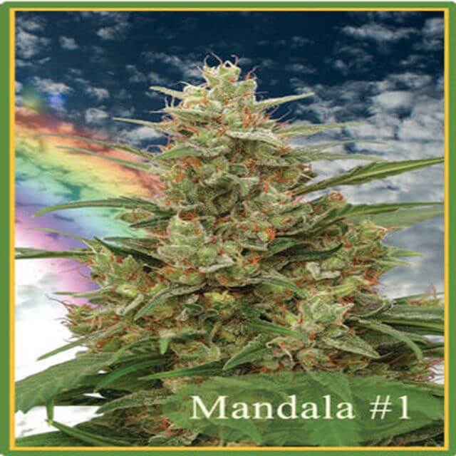 Buy Mandala Seeds Mandala #1 REG