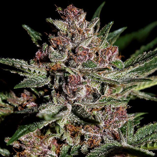 Buy Green House Seeds Bubba Kush FEM