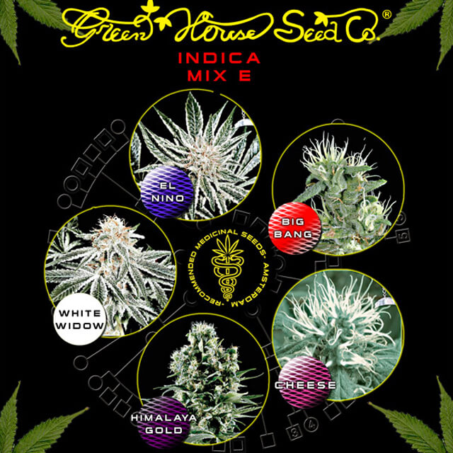 Buy Green House Seeds Indica Coloured Mix E FEM