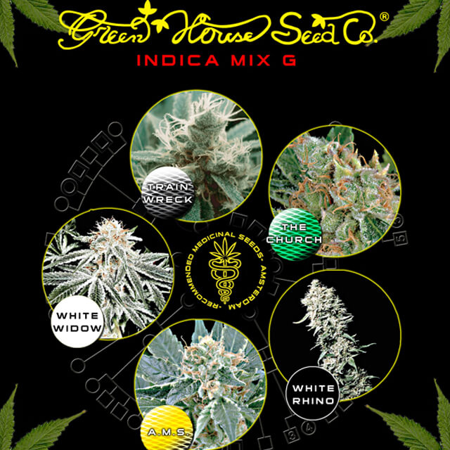 Buy Green House Seeds Indica Coloured Mix G  FEM