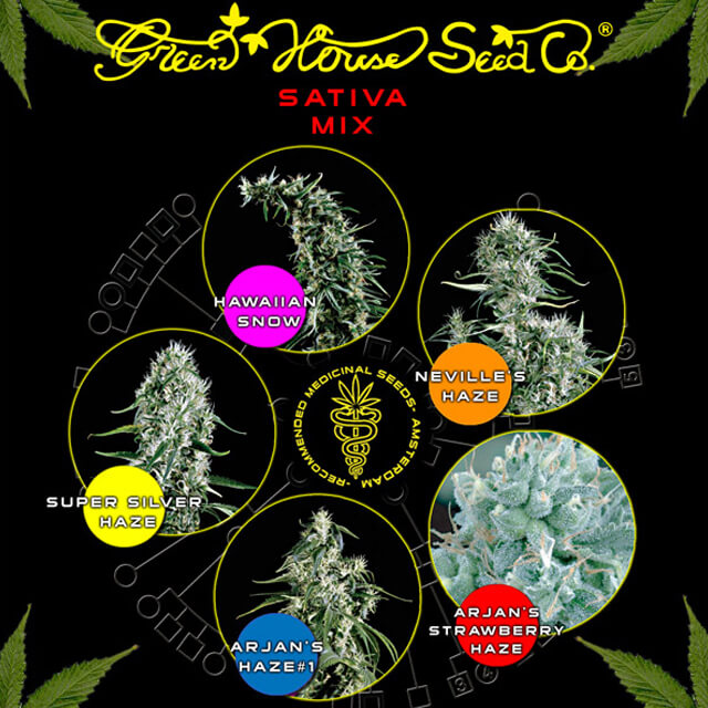 Buy Green House Seeds Sativa Mix FEM