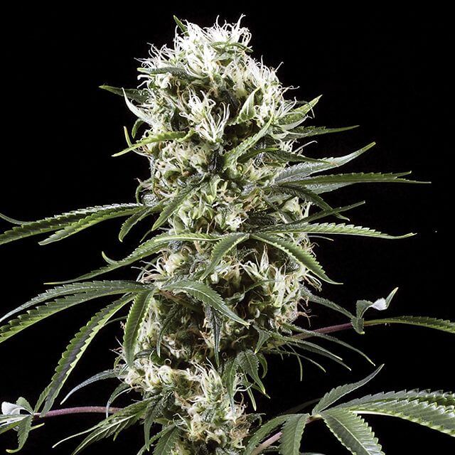 Buy Green House Seeds Super Lemon Haze FEM