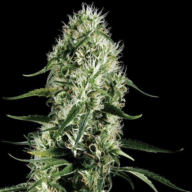 Buy Green House Seeds Super Silver Haze FEM