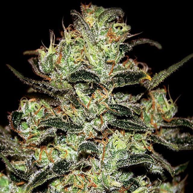 Buy Green House Seeds Moby Dick  FEM